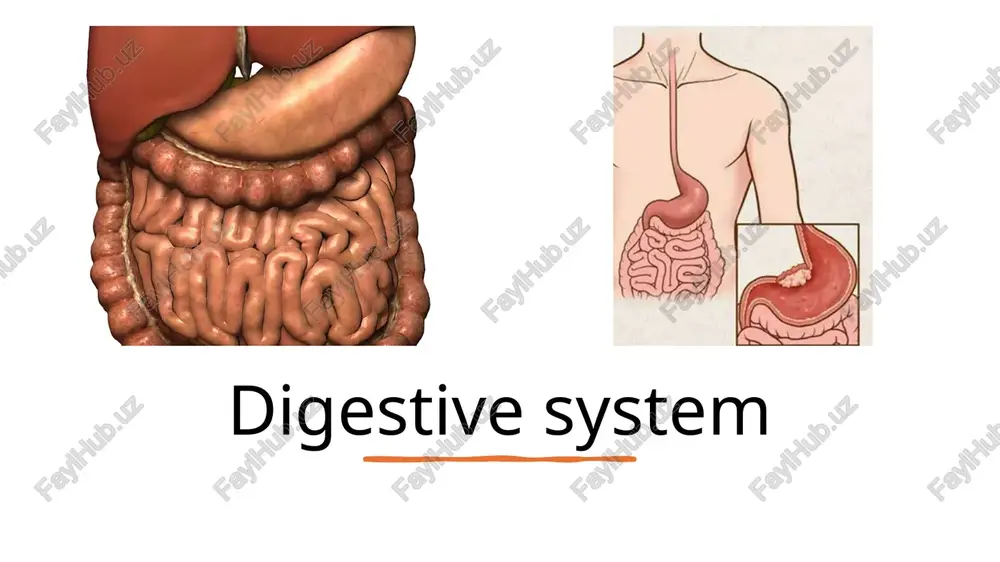 digestive system — PPTX