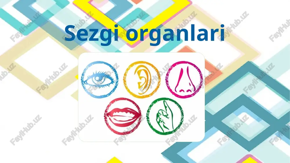 sezgi organlari — PPTX