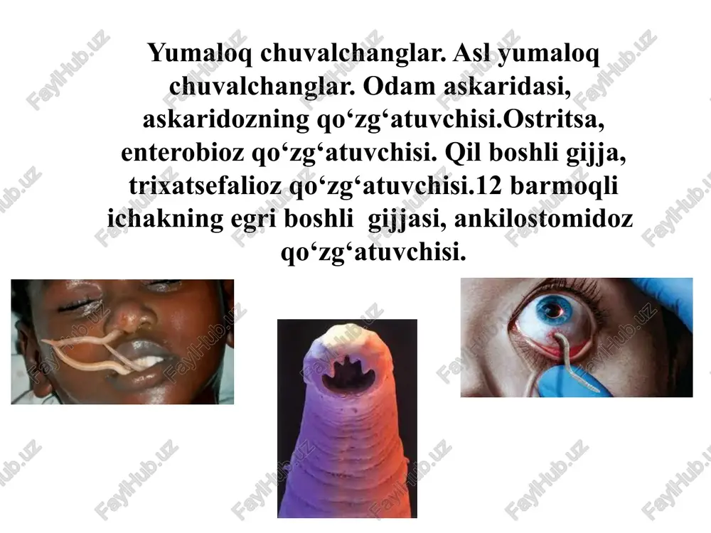 yumaloq chuvalchanglar — PPTX