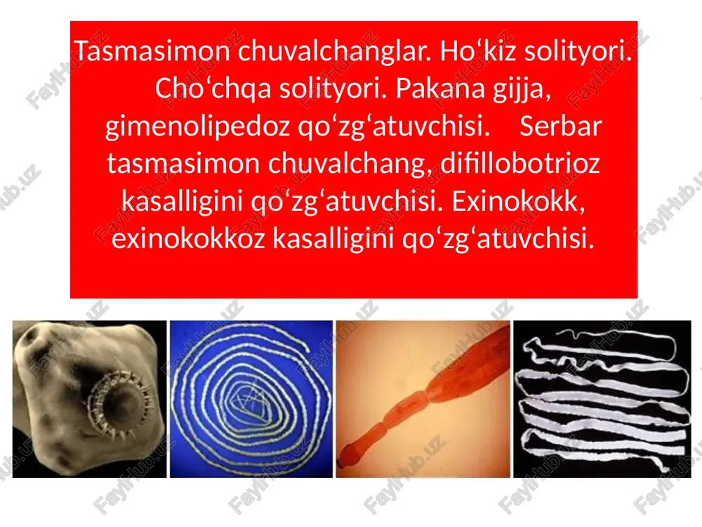 tasmasimon chuvalchanglar — PPTX