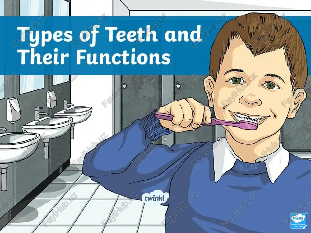 incisors — PPTX