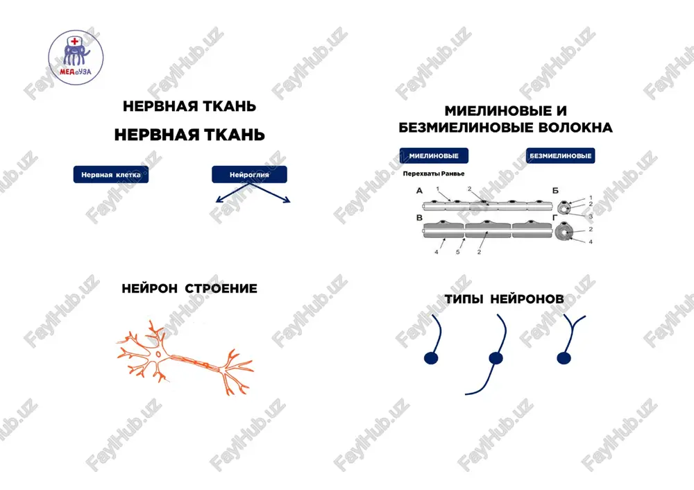 nervnaya tkan — PDF