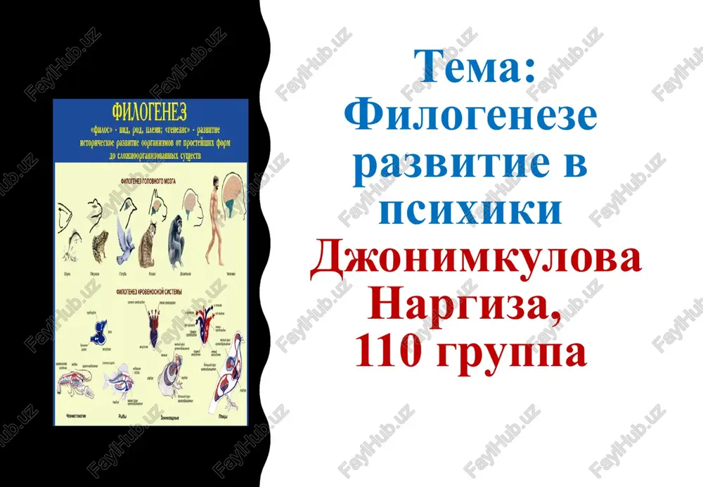 filogeneze razvitie v psixiki — PPTX