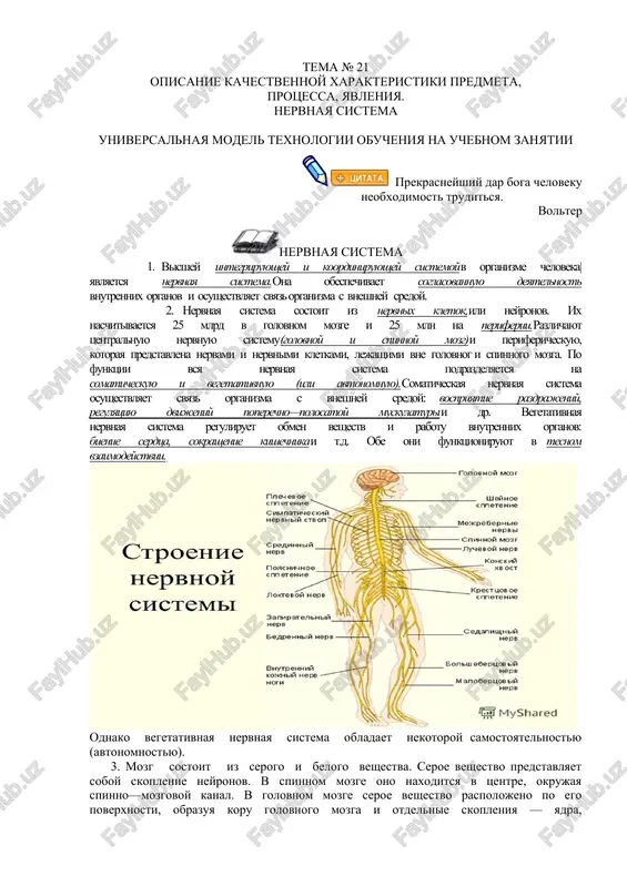 nervnaya sistema — DOCX