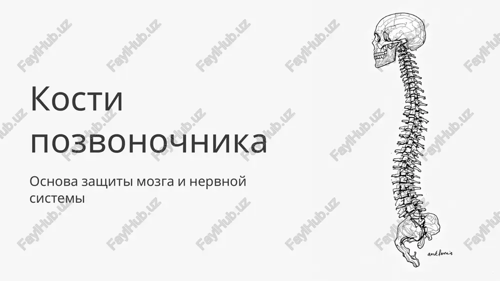 pozvonochnik — PPTX