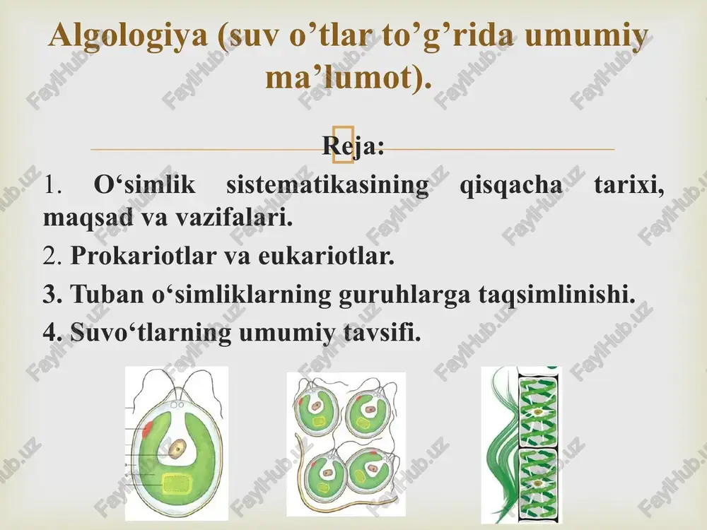 o‘simliklar sistematikasi — PPT
