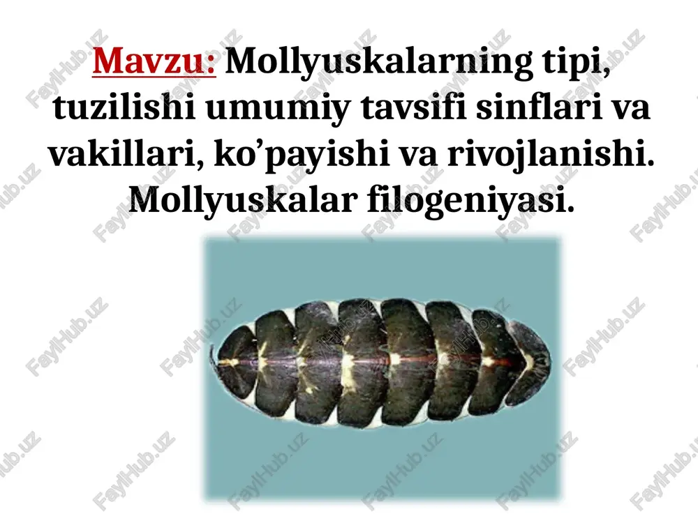 mollyuskalar mollyuskalar turini, tuzilishini va filogeniyasini o'rganing. — PPTX