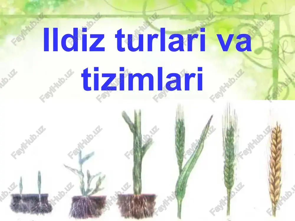 ildizturlari va tizimlari — PPT
