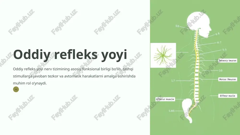 oddiy refleks yoyi — PPTX