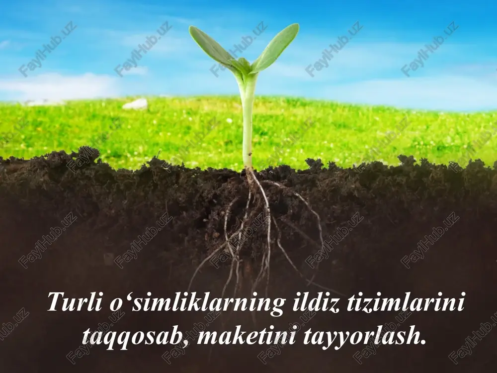 ildiz tizimlari — PPT