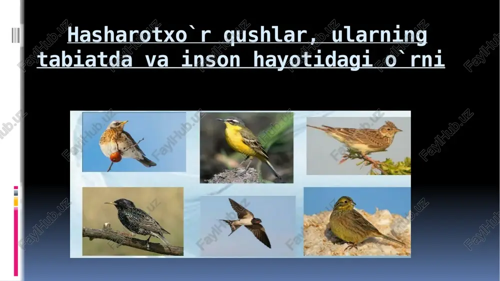 hasharotxo`rqushlar — PPTX