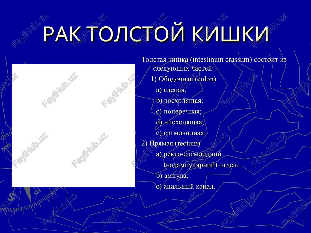 rak tolstoy kishki — PPT