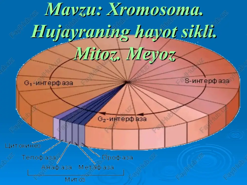 xromosoma. hujayraning hayot sikli. mitoz. meyoz — PPT