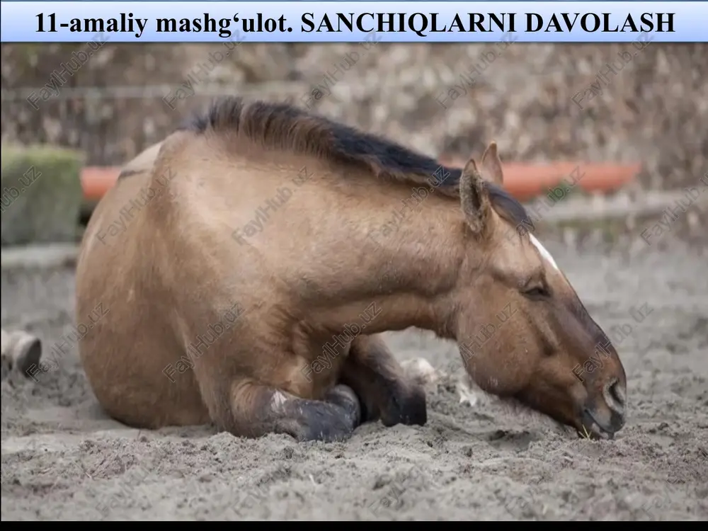 sanchiqlarni davolash — PPTX