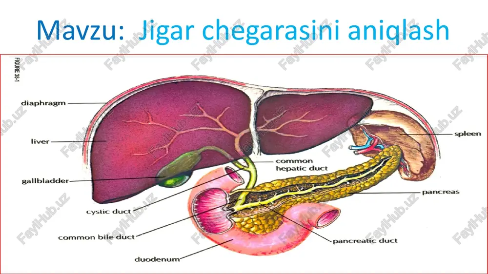 jigarchegarasinianiqlash — PPTX