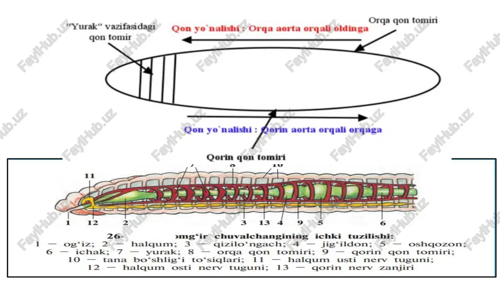 orga qon tomiri — PDF