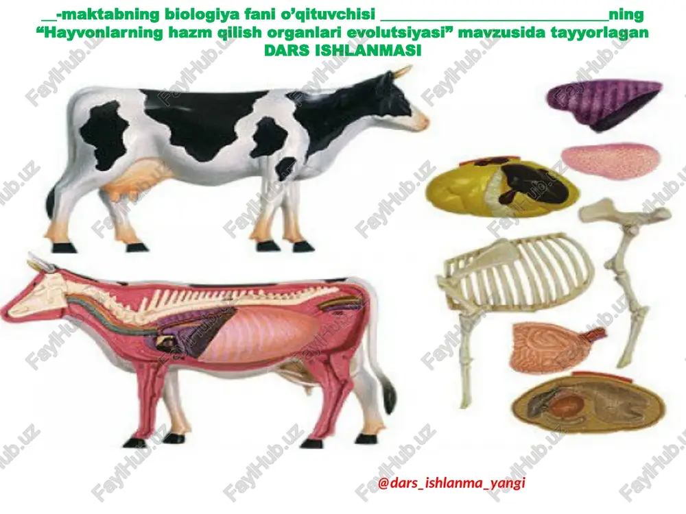 hayvonlarning hazm qilish organlari evolutsiyasi — PPTX