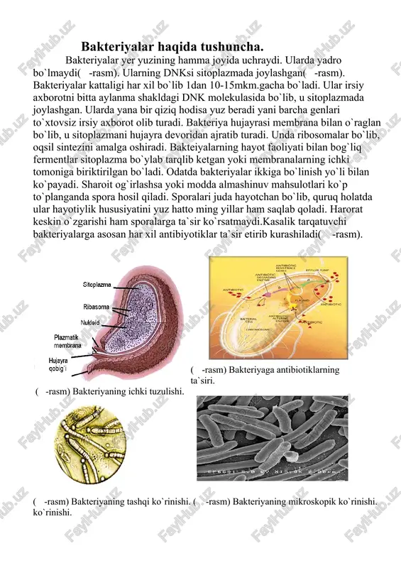 bakteriyalar haqida tushuncha — DOCX