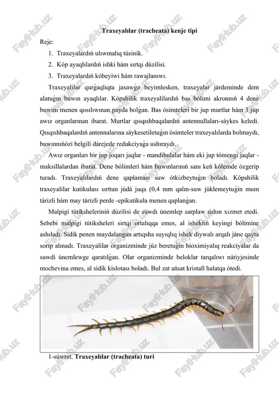 traxeyalilar (tracheata) kenje tipi — DOCX