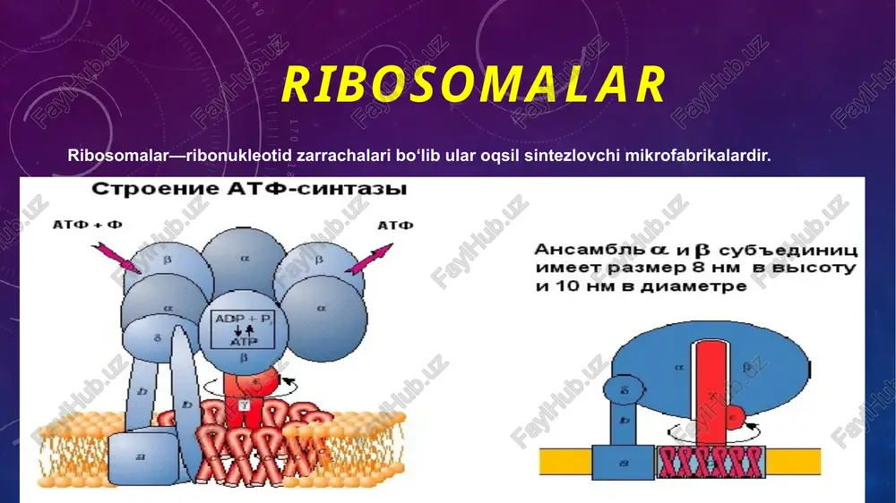 ribosomalar — PPTX