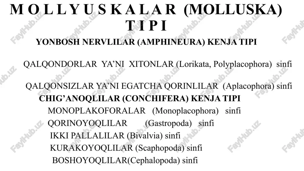 mollyuskalar (molluska) t i p i — PPTX