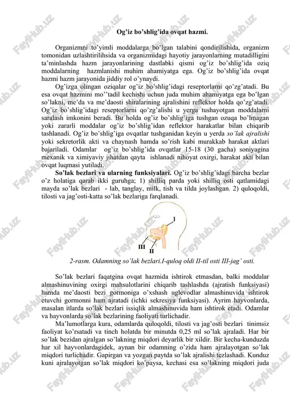 og’iz bo’shlig’ida ovqat hazmi — DOCX