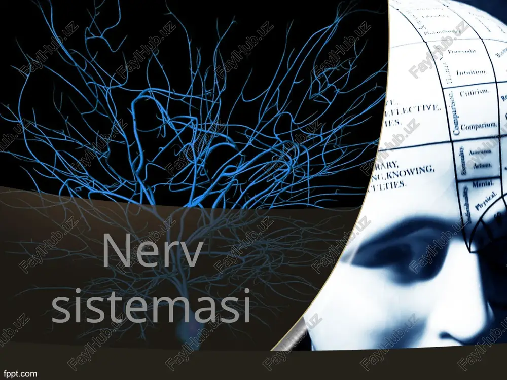 nervsistemasi — PPTX