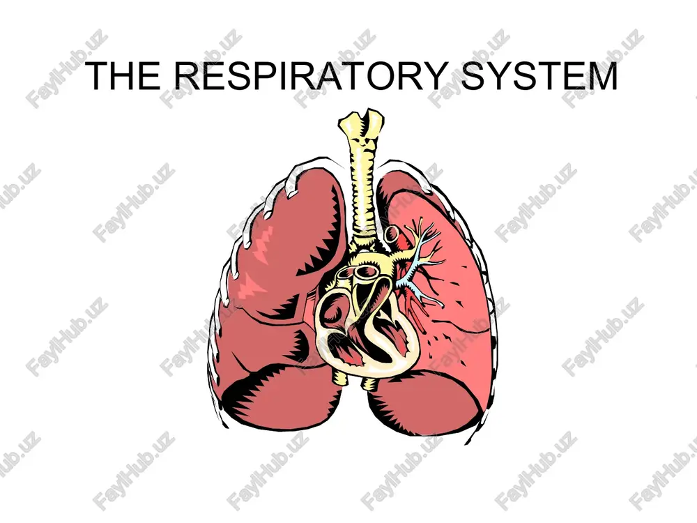 the respiratory system — PPT
