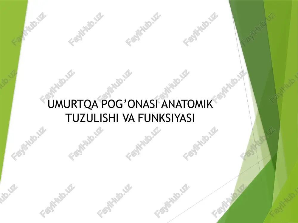 umurtqa pog’onasi anatomik tuzulishi va funksiyasi — PPTX