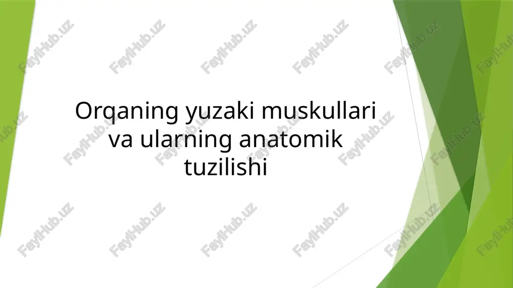 orqaning yuzaki muskullari va ularning anatomik tuzilishi — PPTX