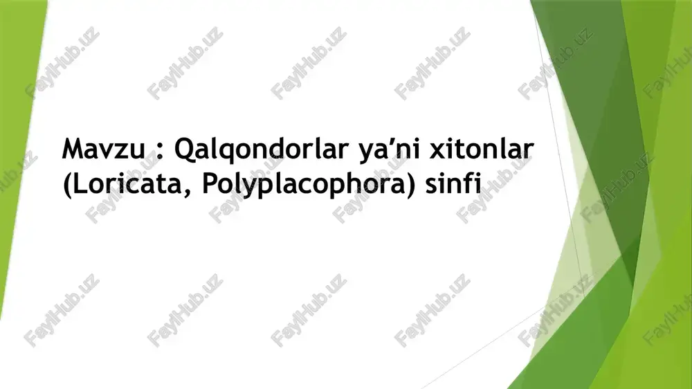 qalqondorlar yaʼni xitonlar (loricata, polyplacophora) sinfi — PPTX