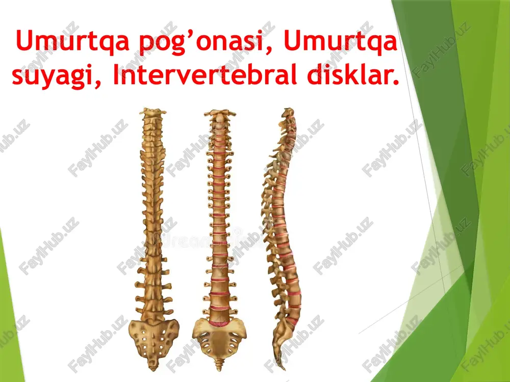 umurtqa pog’onasi, umurtqa suyagi, intervertebral disklar. — PPTX