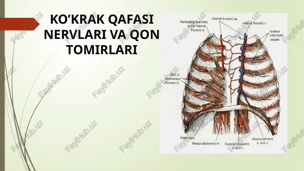 ko’krak qafasi nervlari va qon tomirlari — PPTX