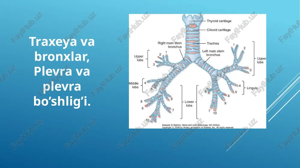 traxeya va bronxlar, plevra va plevra bo’shlig’i — PPTX