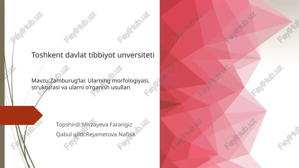 zambrug‘lar morfalogiyasi strukturasi belgilari — PPTX