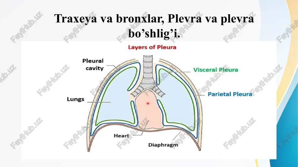 traxeya va bronxlar, plevra va plevra bo’shlig’i. — PPTX
