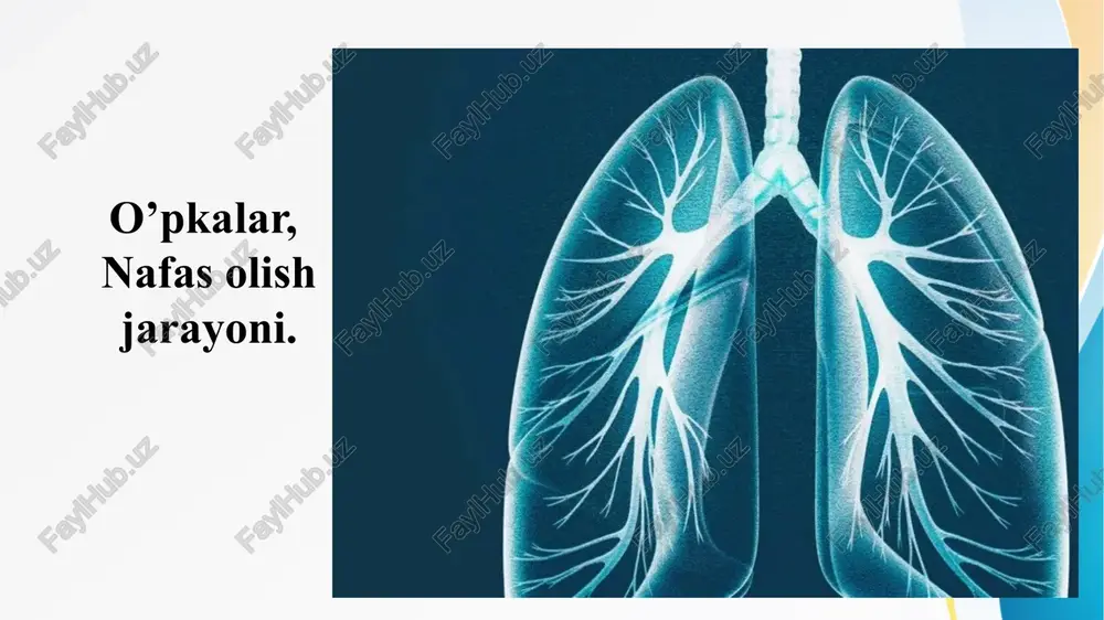 o’pkalar, nafas olish jarayoni. upka upkalar nafas olish jarayoni — PPTX
