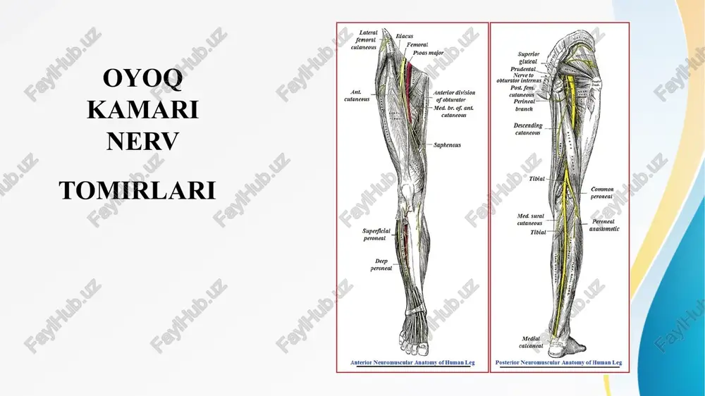 bel va dumg’aza chigali tarmoqlari oyoq kamari nerv tomirlari — PPTX
