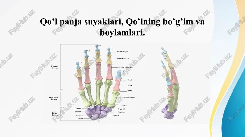 qo’l panja suyaklari, qo’lning bo’g’im va boylamlari. — PPTX