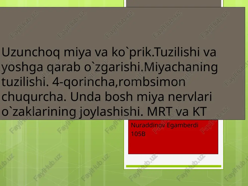 uzunchog miyani anatomiya — PPTX