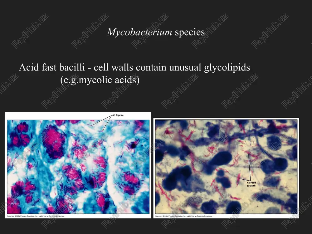 mycobacterium species — PPTX