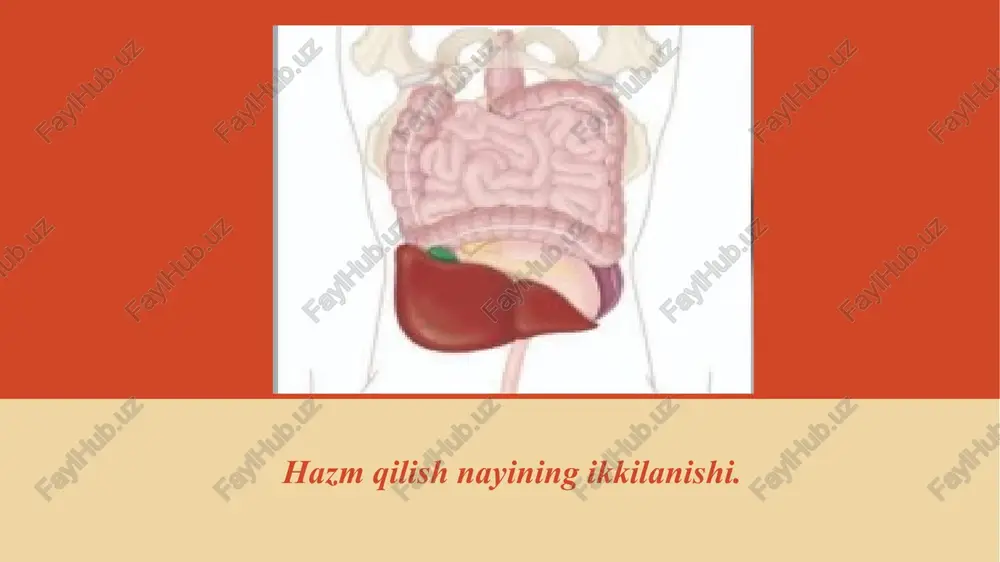 hazm qilish nayining ikkilanishi — PPTX