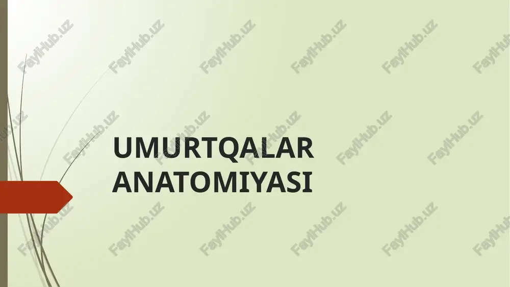 umurtqalar anatomiyasi — PPTX