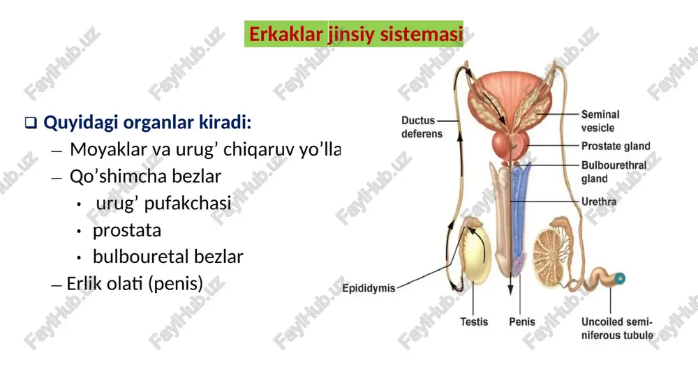 erkaklar jinsiy sistemasi — DOCX