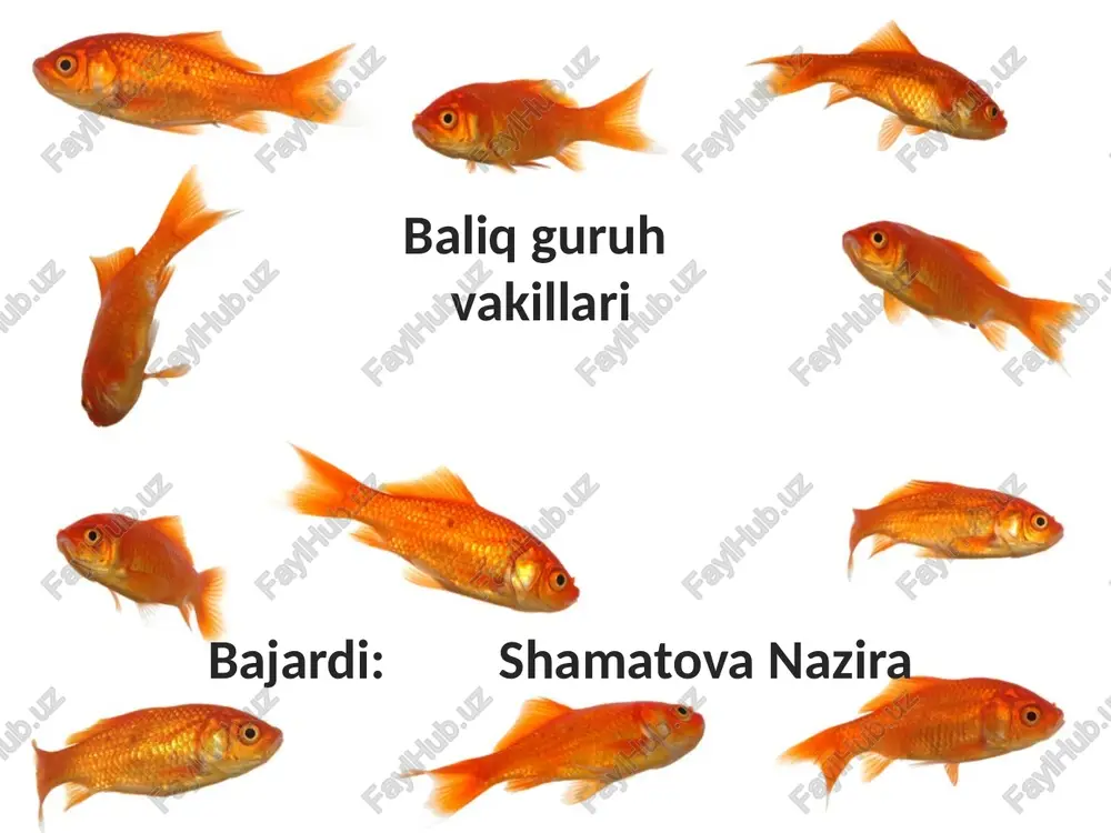 baliq guruh — PPTX