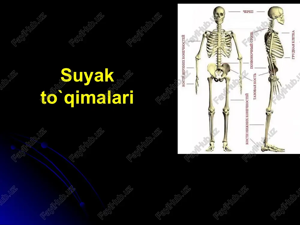 suyakto`qimalari — PPTX
