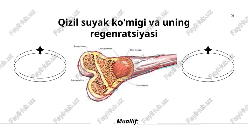 qizil suyak ko'migi va uning regenratsiyasi — PPTX