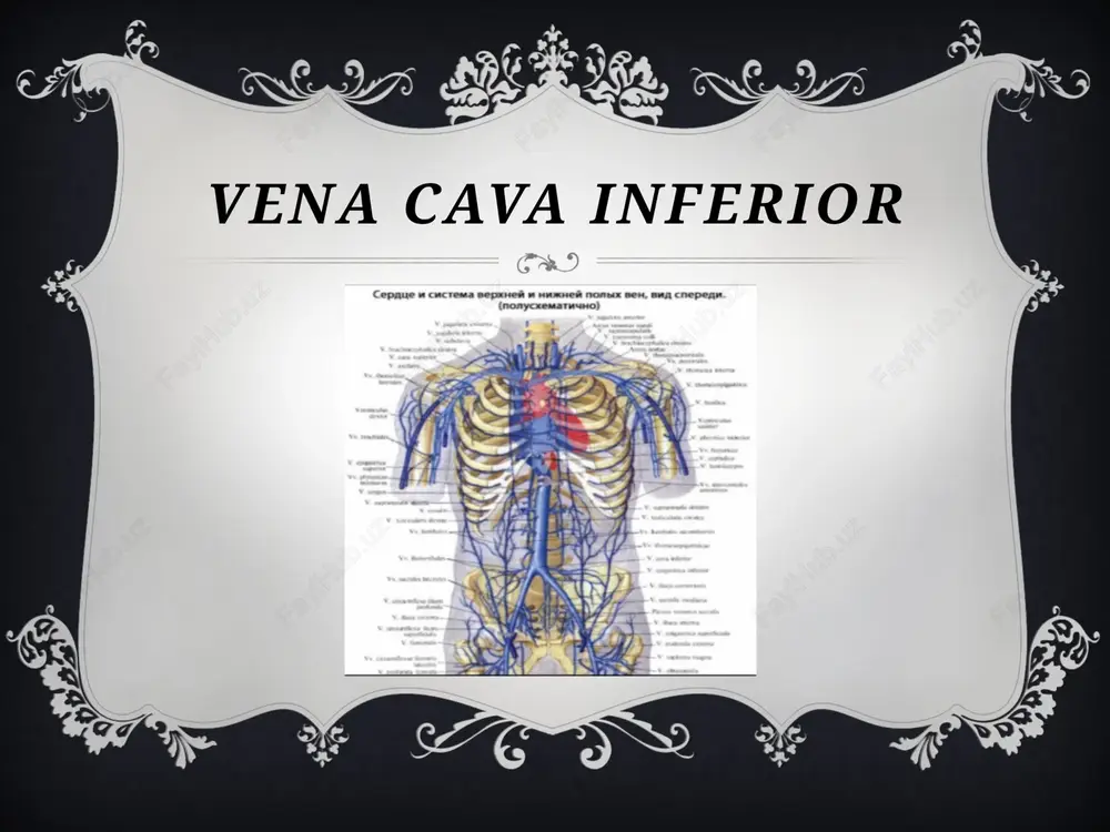 ostqigovekvena (vena cava inferior) — PPTX