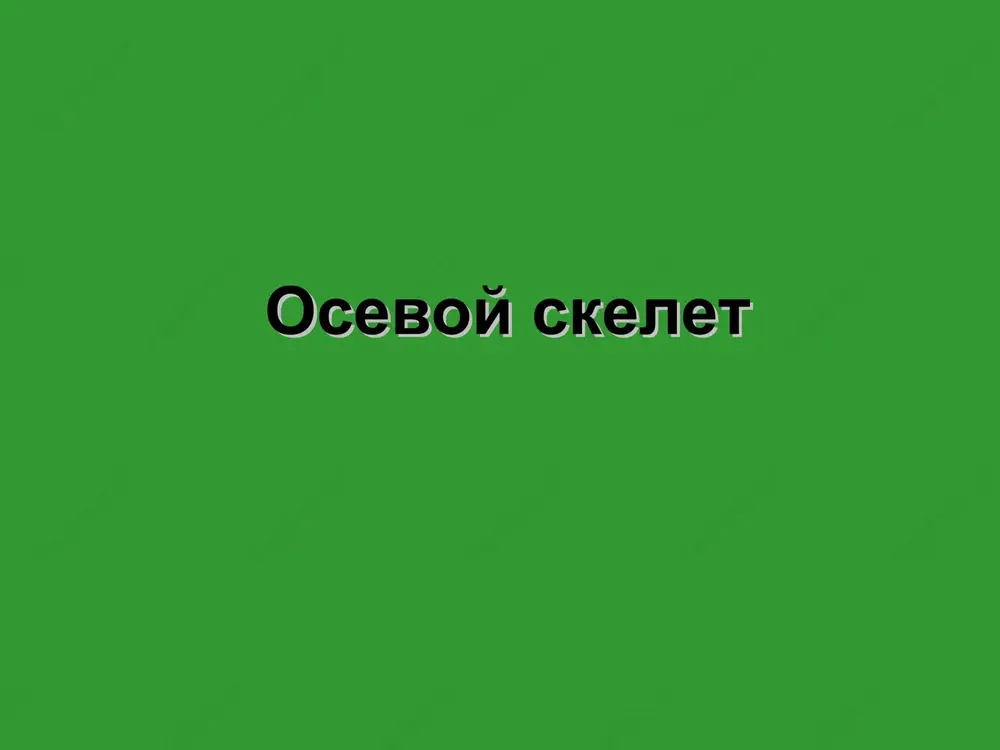 osevoy skelet — PPT