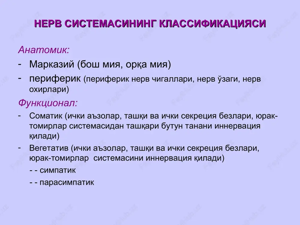 nerv sistemasining klassifikatsiyasi — PPT